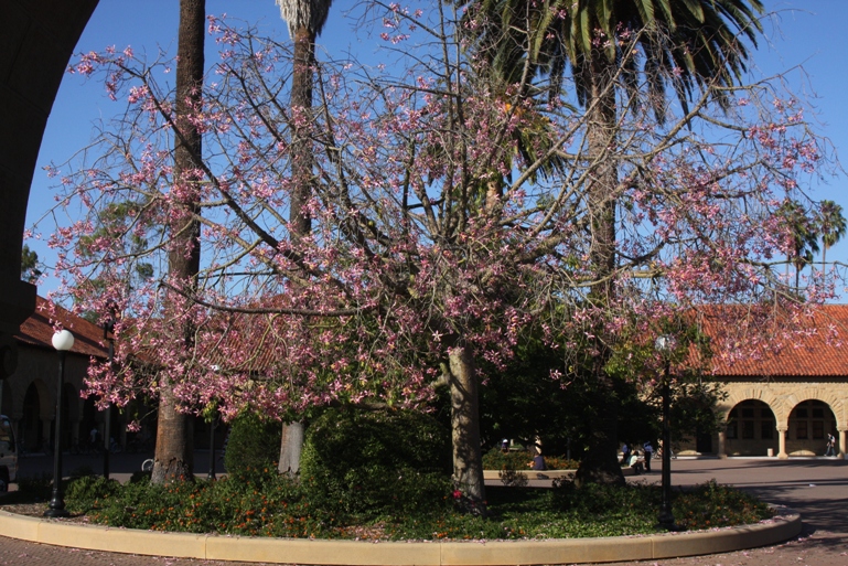 ceiba